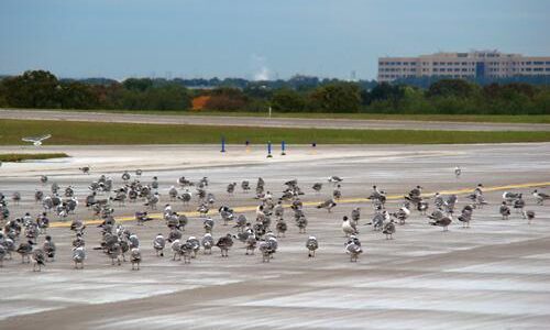 2009.10.30_GullsOnAirfield