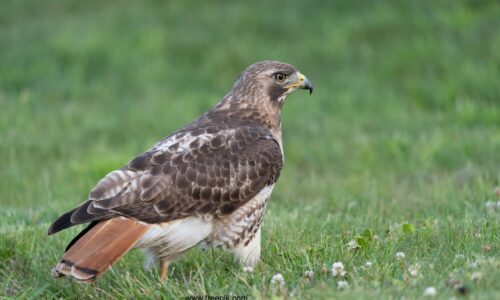 A closeup shot of a raptor